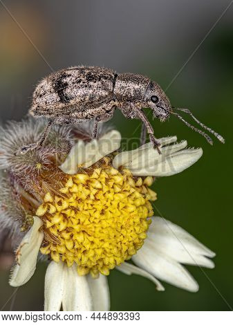Adult Broad-nosed Weevil Of The Tribe Naupactini On A Tridax Daisy Flower Of The Species Tridax Proc