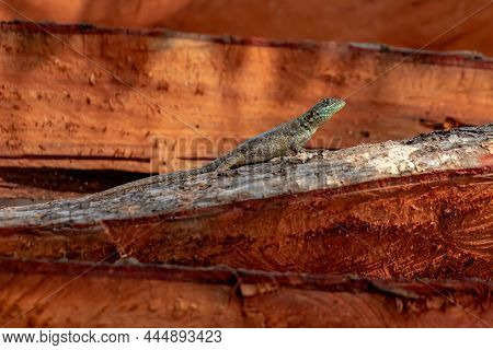 Small Ground Lizard Of The Genus Tropidurus