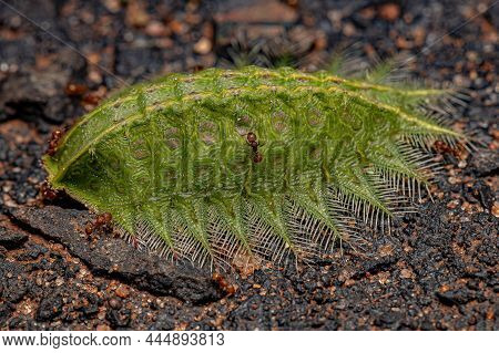 Slug Caterpillar Moth Of The Genus Natada