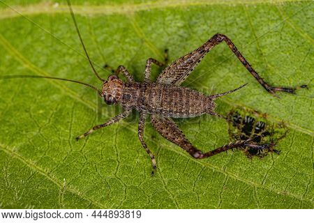 True Cricket Nymph Of The Genus Eneoptera