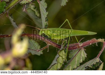 Adult Phaneropterine Katydid Of The Tribe Aniarellini