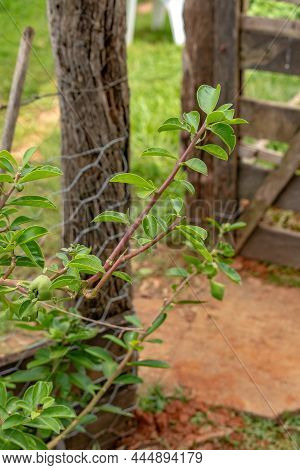 Rose Cactus Plant Of The Species Pereskia Grandifolia