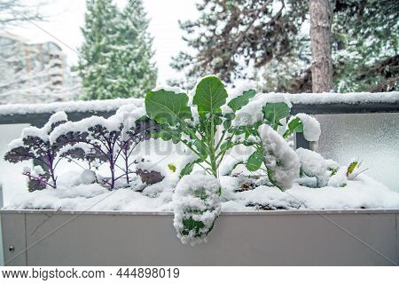 A Winter Garden In Growing Zone 8 Is Filled With Broccoli, Kale And Collards Greens. It's Covered In