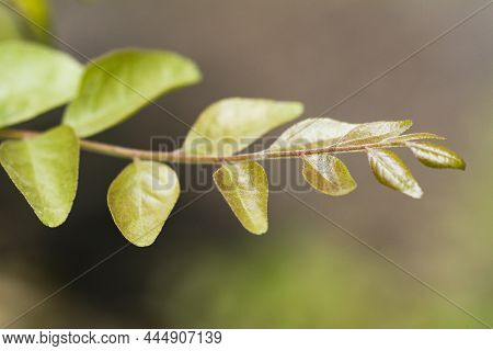 Macro Shot Of Curry Leaves (murraya Koenigii)  Plants.