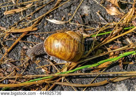 Big Garden Snail In Shell Crawling On Wet Road