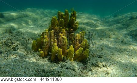 Yellow Tube Sponge Or Aureate Sponge (aplysina Aerophoba) Undersea, Aegean Sea, Greece, Halkidiki