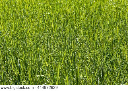 Beautiful Horizontal Photo Of Green Creeping Wild Rye Grass Is In Summer