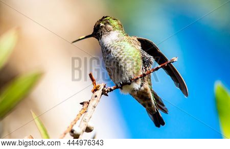 In The Moment. A Perched Hummingbird In The Morning, Lompoc, California