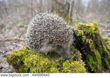 European Hedgehog Close-up. Hedgehog In The Wild, In The Forest.