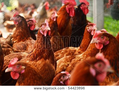 Chickens On Traditional Free Range Poultry Farm