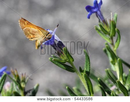 Woodland Skipper on Lithodora