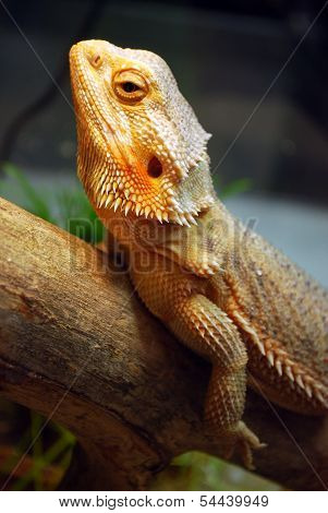 A large brown lizard