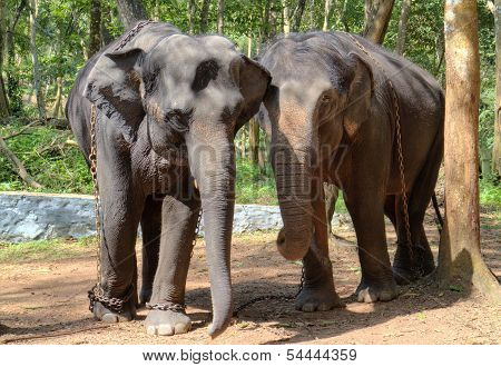 Indian Elephant also called Asian Elephant - Elephas Maximus