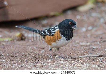 Spotted Towhee