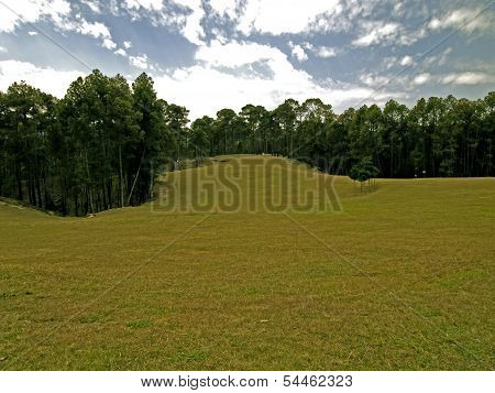 Green field and trees