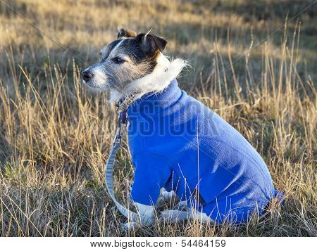 Dog Wearing Jumper