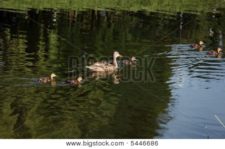 เป็ดกับแม่ Ducklings