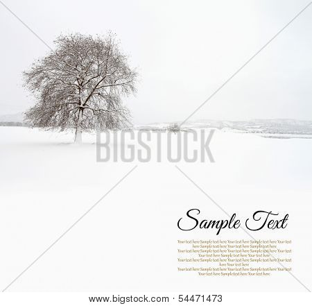 Lonely tree in snowfield