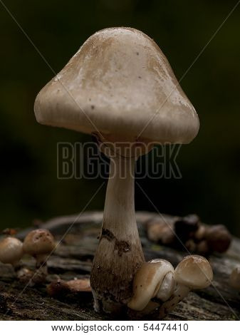 Slimy Looking Porcelain Fungus (oudemansiella Mucida) Growing On A Dead Tree