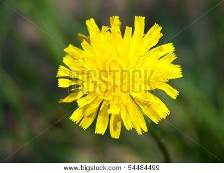 Taraxacum Officinale