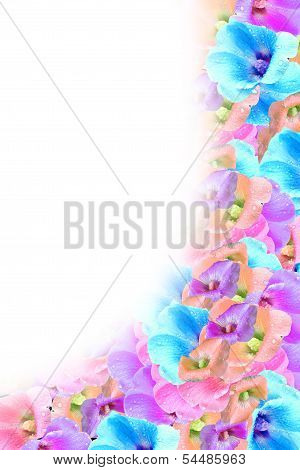 background of colorful flowers poppy