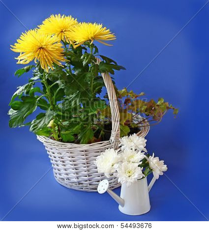 White And Yellow Chrysanthemum