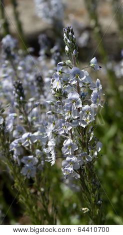 Gentian speedwell