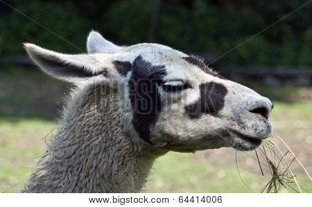 Portrait Of Llama