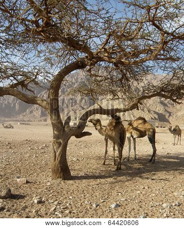desert camel