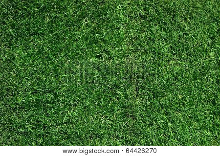 Texture, Grass, Background