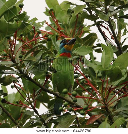 Muller s Barbet perch on the tree branch