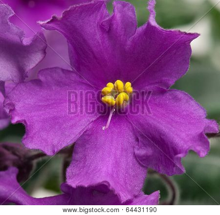 Violet Flower