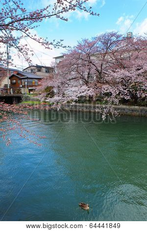 Lake Biwa Canal with sakura