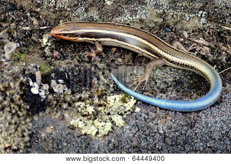 Western Skink