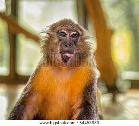 Funny Capuchin Monkey posing with tongue outside the mouth