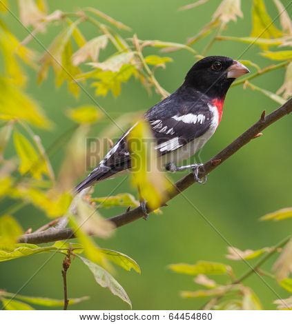 Grosbeak