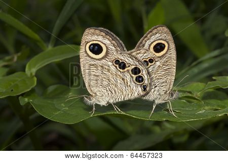 Butterfly Common Five Ring, Ypthima Baldus, Mating
