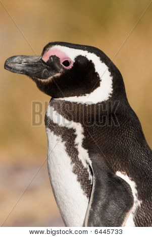 Tučňák magellanský (spheniscus Magellanicus) v Patagonii