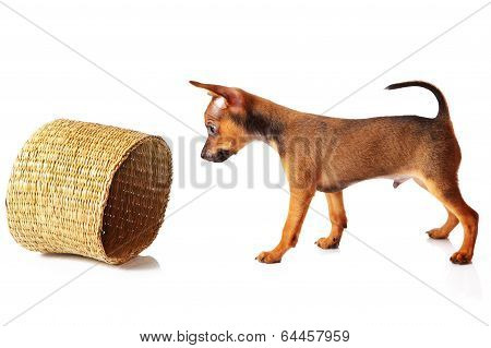 puppy of toyterrier