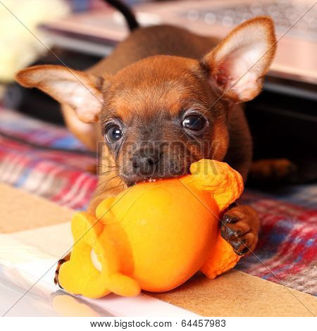 puppy of toyterrier