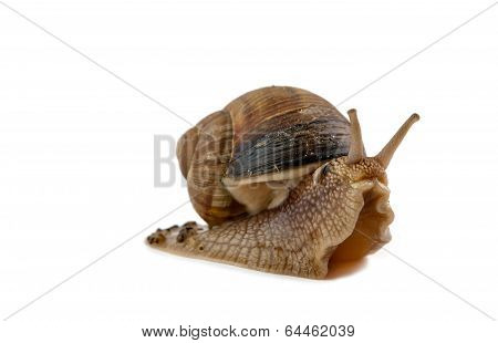 Grawling Snail Isolated