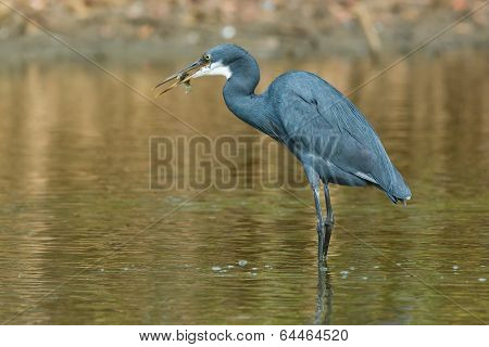 A Western Reef Heron Eating A Fish