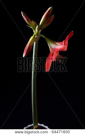 Red Amarilis Flower