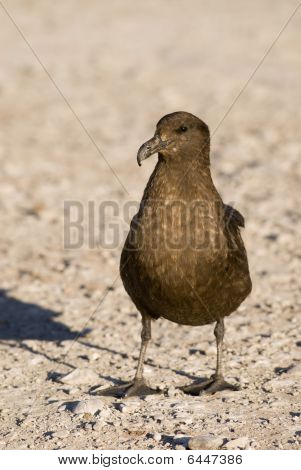 Chaluha (stercorarius Skua)