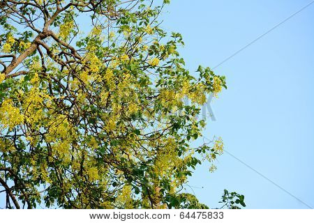 Golden Shower Flower (cassia Fistula)