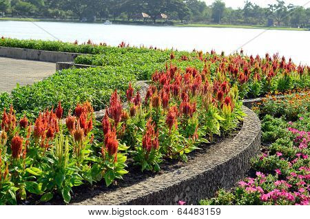 Celosia Flower (celosia Argentea)