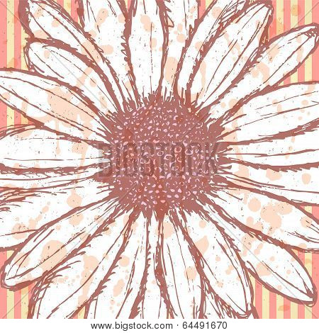 Daisy Flower, Vector Sketch Background