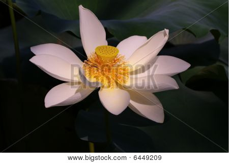 lotus lotiform