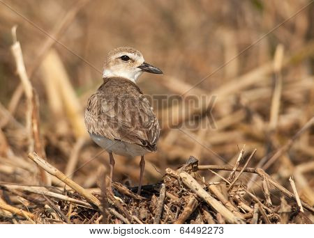 Wilson's Plover