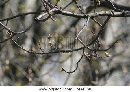 Frühjahr Knospen